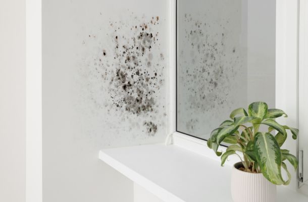 Mold Inspection vs Remediation vs Removal