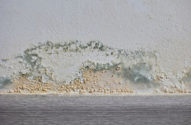 Why Should Professionals Handle Mold