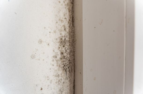 Sarasota-Florida-Affordable-Mold-Removal-and-Remediation-Services