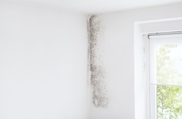 Sarasota-Florida-Mold-Remediation-Project-1-1