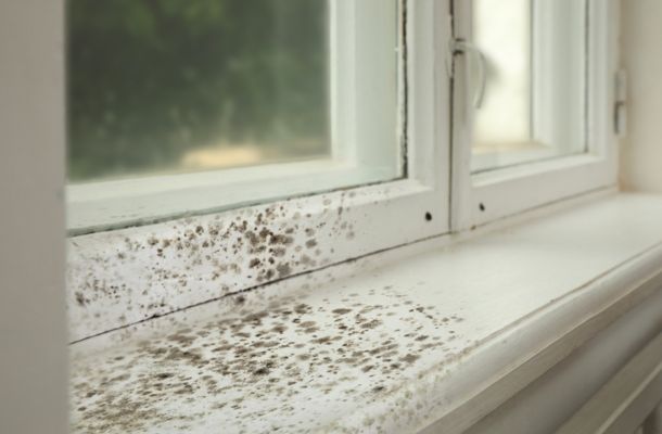 Sarasota-Florida-Mold-Removal-Cost